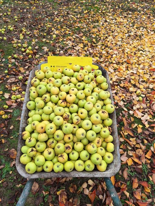 Vând mere pentru țuică si industrie