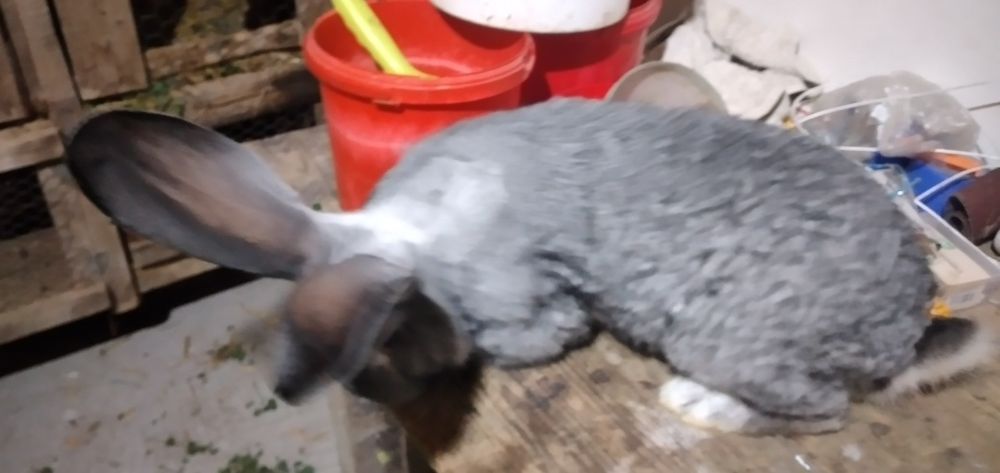 Vând masculi și fem  U .G