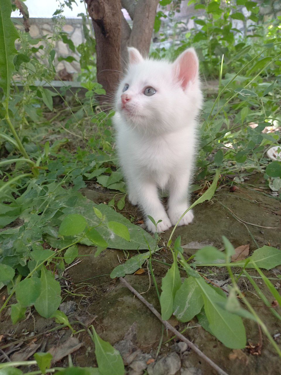 Продаётся  кошка