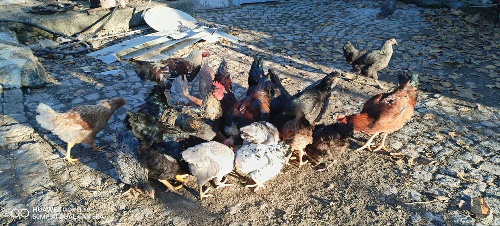 Домашно гледани петли