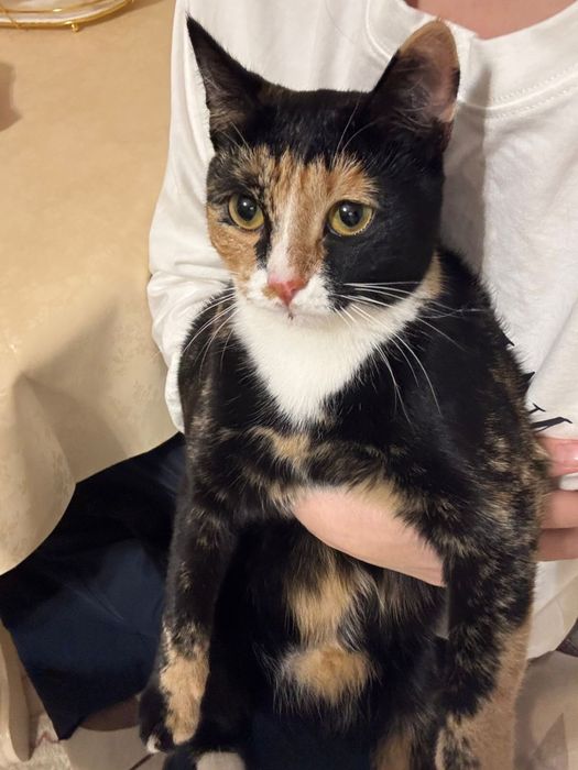 Котенок маленькая