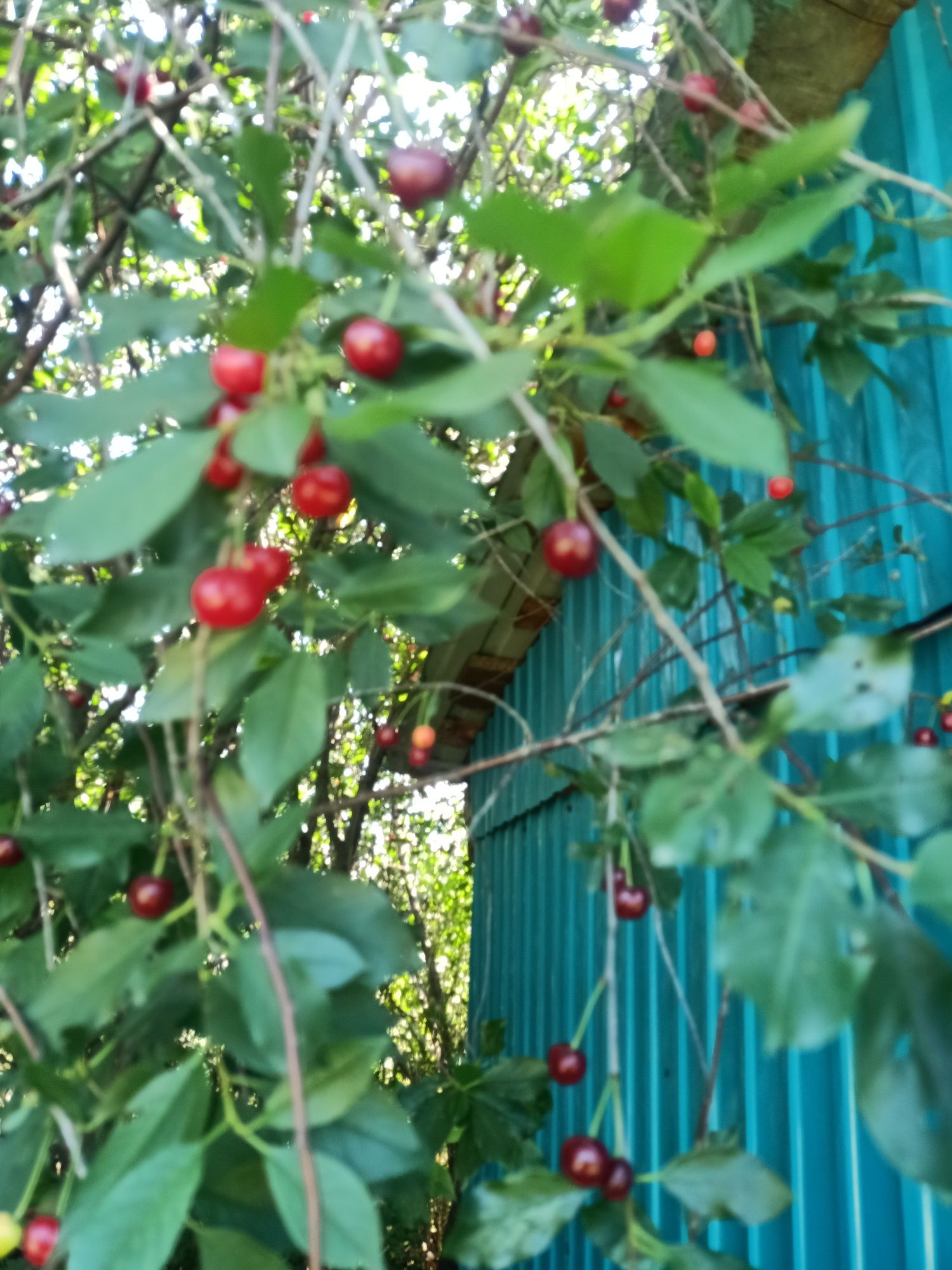 Продам сладкую вишню