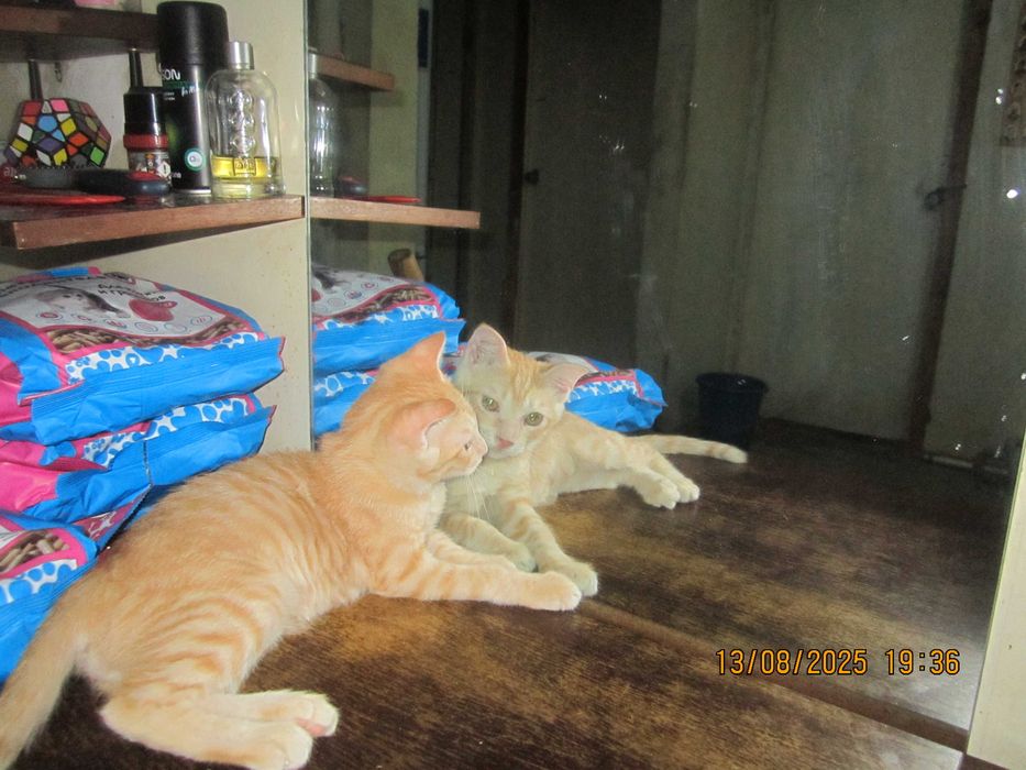 Котята в добрые руки. Смотрите другие объявления автора.