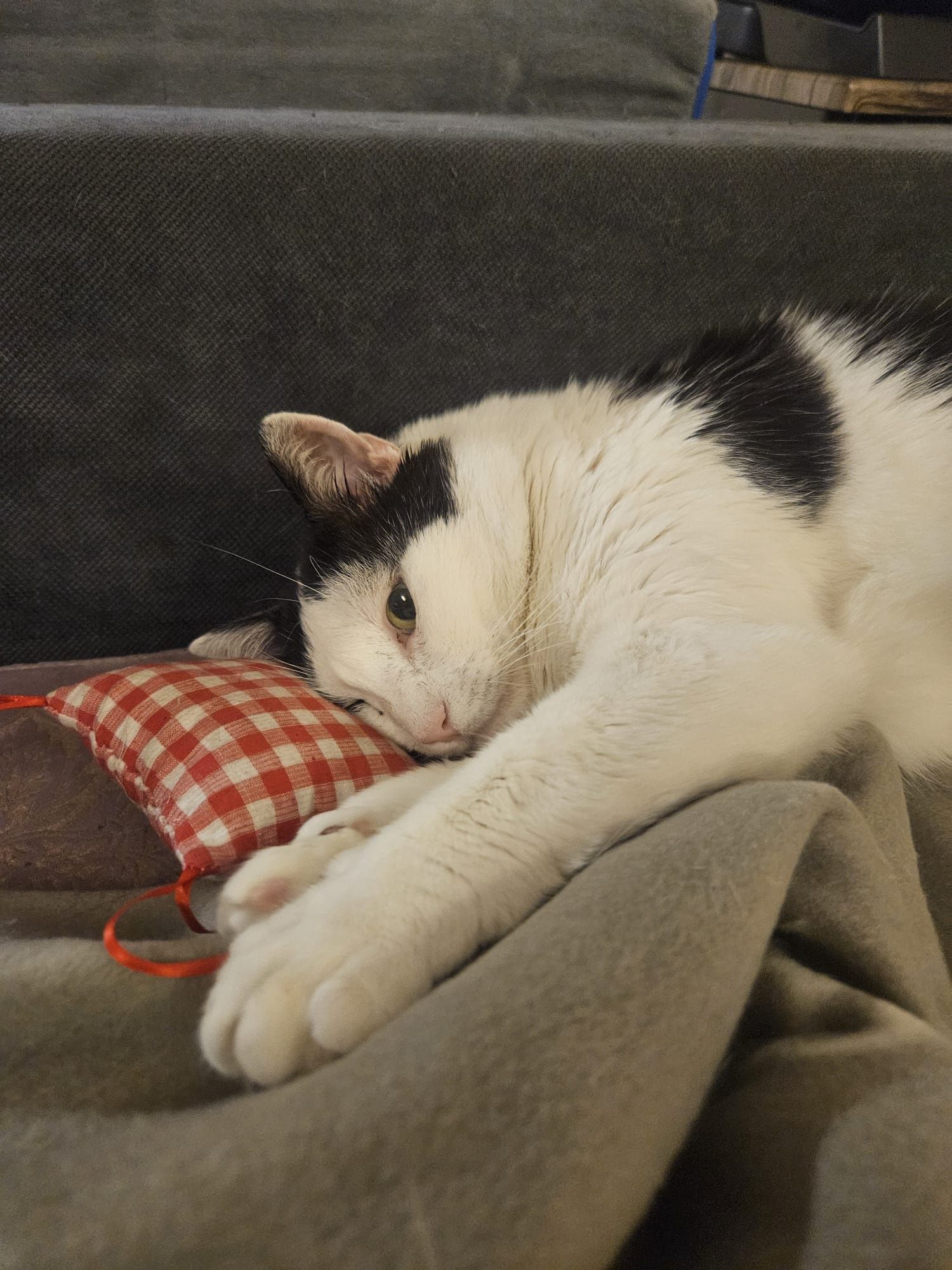 Adoptie motan castrat Hellas