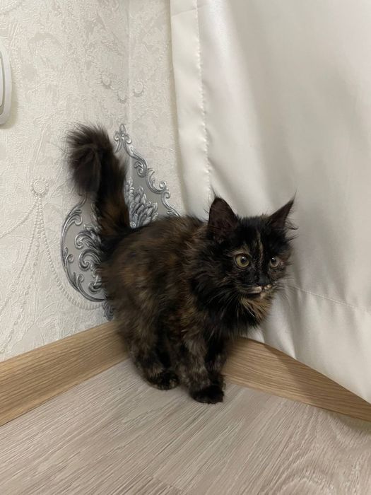 Мушукча берилади