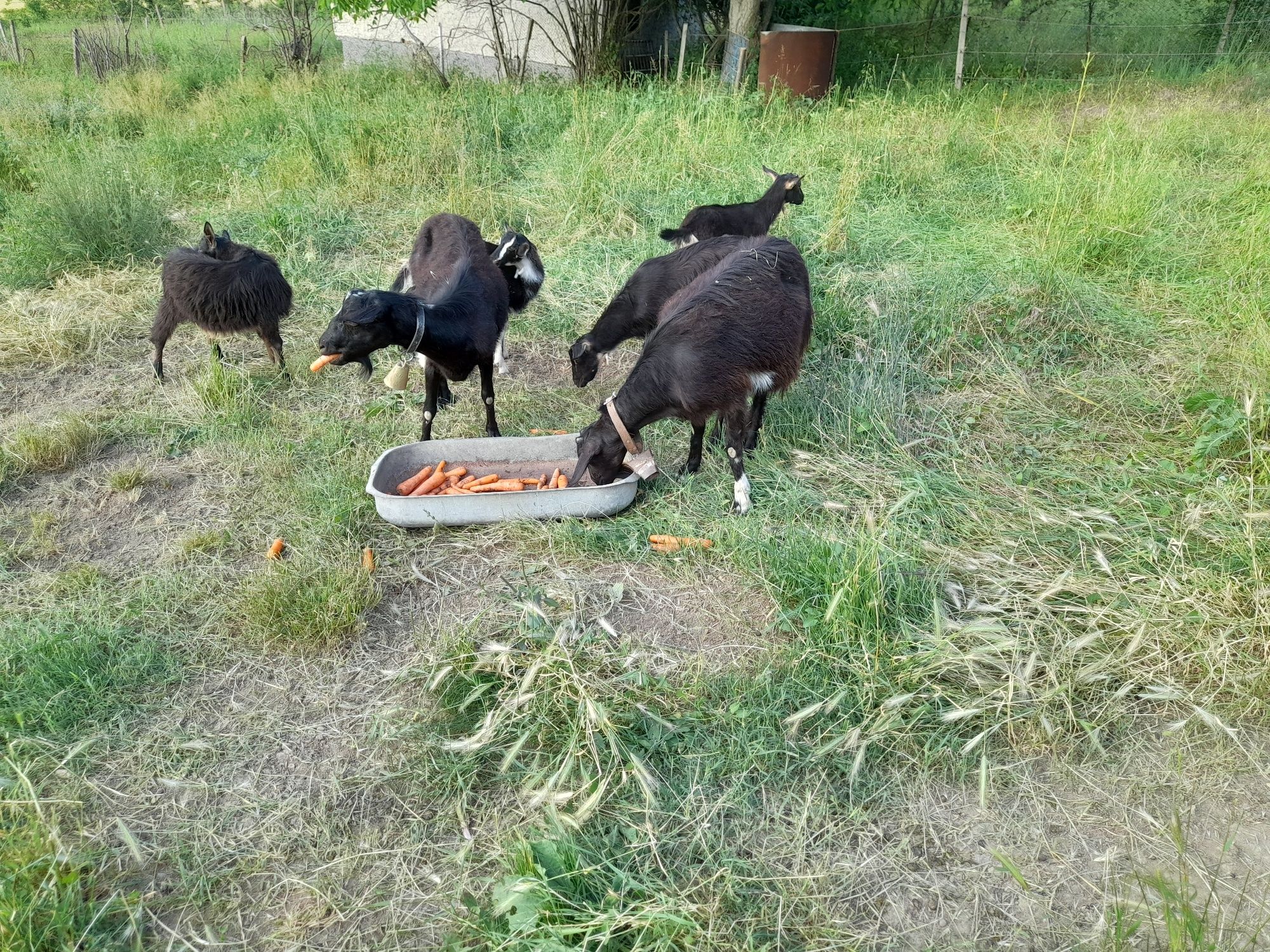 2 кози на 3 и 2 год с по 2 ярета мъжко и женско.