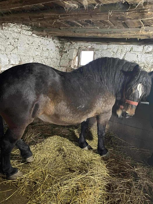 Vând 2 iepe gestante