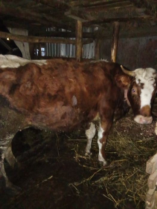 Vând vaca bălțată