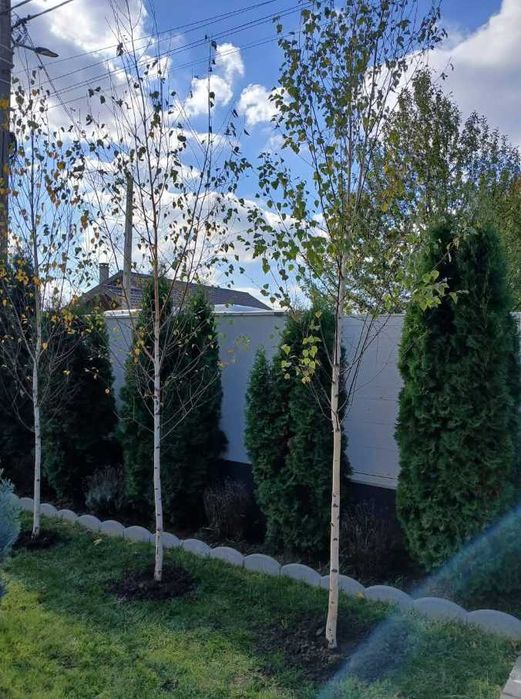 Mesteacăn alb, tei și platan – arbori ornamentali deosebiți