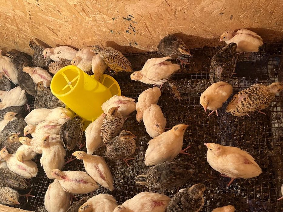 Бөдене балапаны, перепелёнок