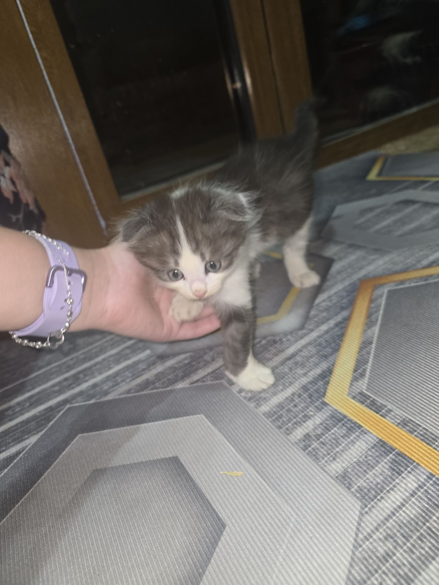 Котята хорошее...