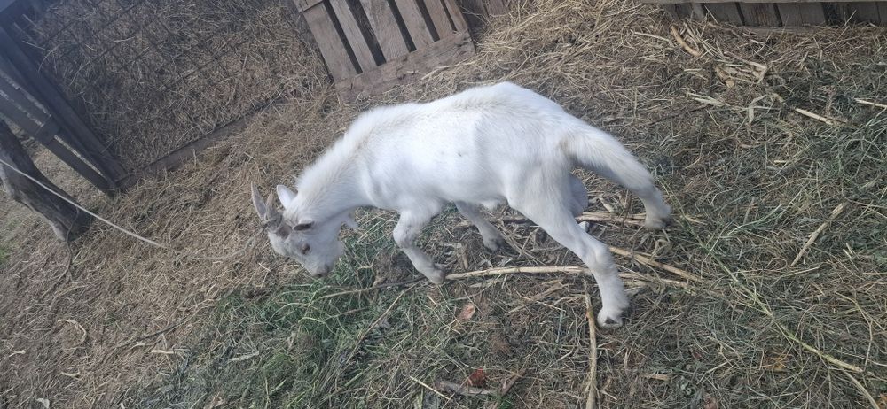 Vând țap saanen 1200 lei .Are 6 luni