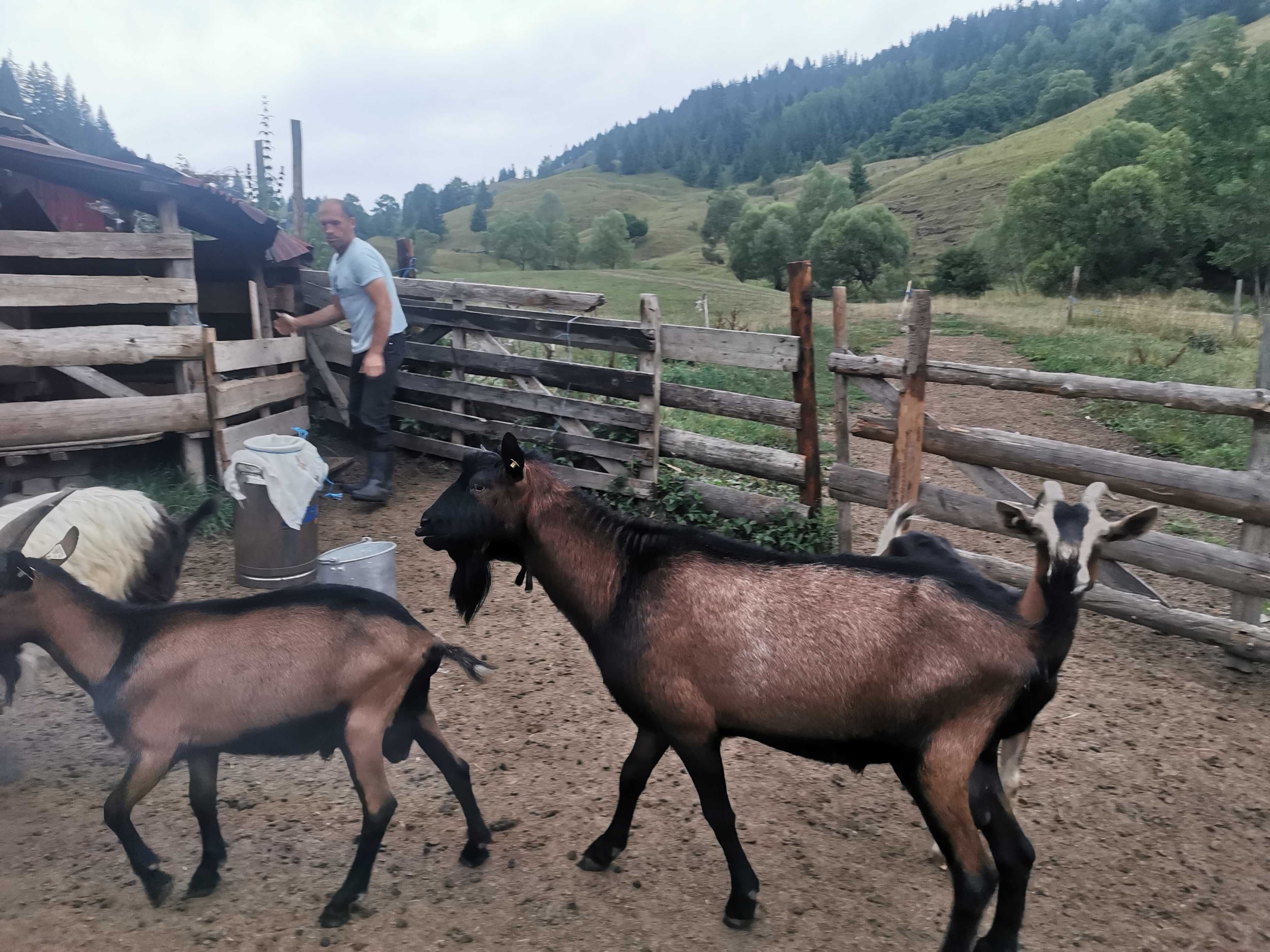 Vând tap adus din Austria