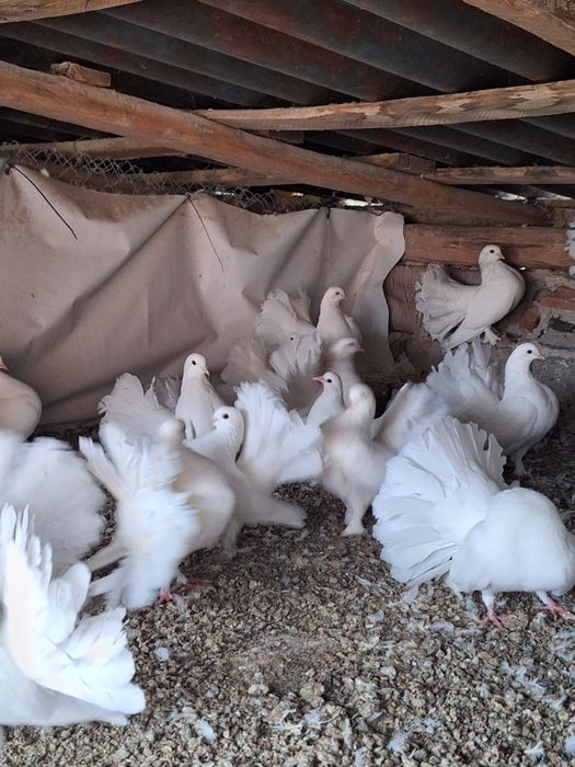 Porumbei voltati albi