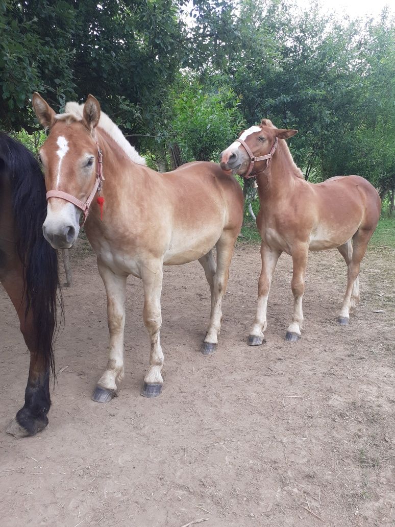 Mânzi de 1 an castrați