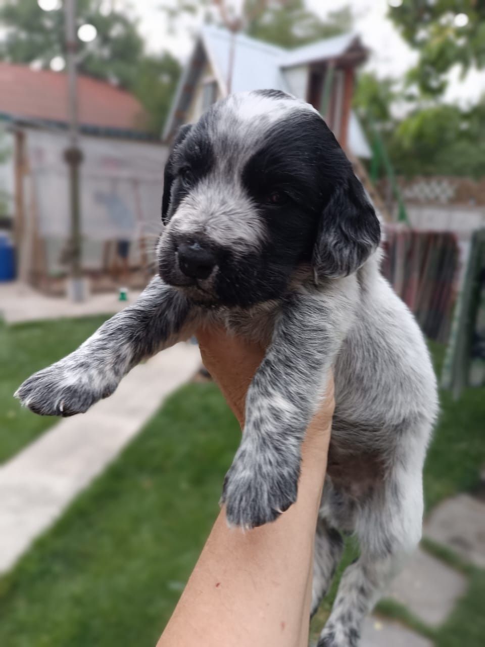 Продам щенков спаниеля
