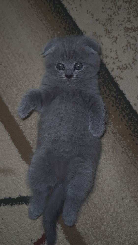 Котёнки от шистрые игрывые очень воспитыные красывые