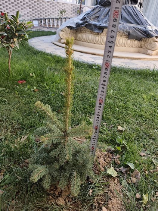 Арча голубой ел 4 та бор 50 см 40 см мошлашган бизни иклимга