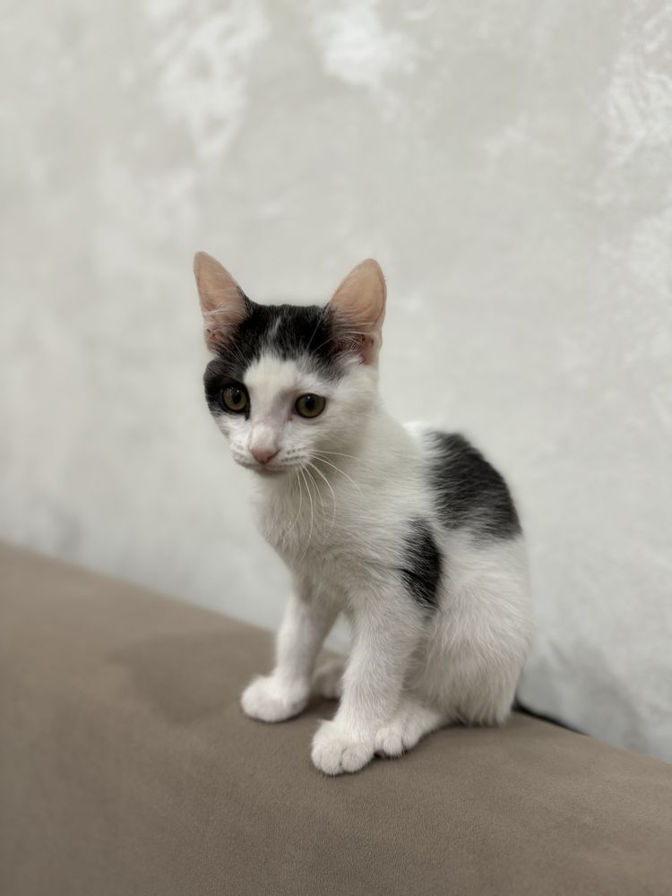 Отдам котёнка в добрые руки — девочка