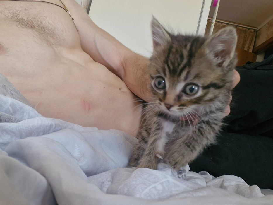 Котенка в добрые руки