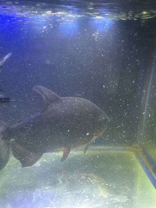 Akvarium baliqlari so