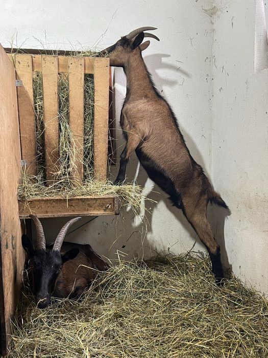 Iede alpina franceza