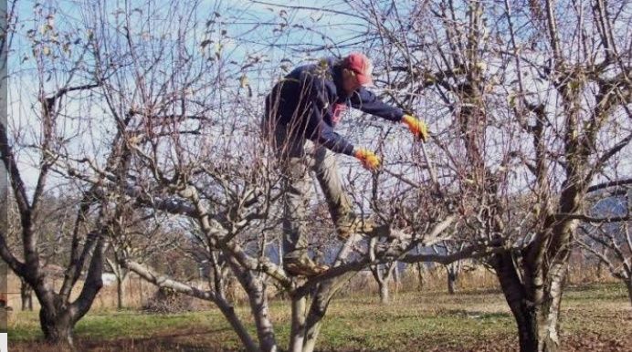Санитарная Обрезка Плодовых Деревьев