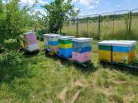 Vand 30 stupi, familii de albine pentru cules
