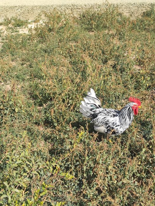 Leggorn Miramir Xoʻroz