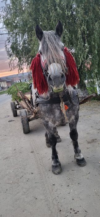 Vand armasar de 7 ani