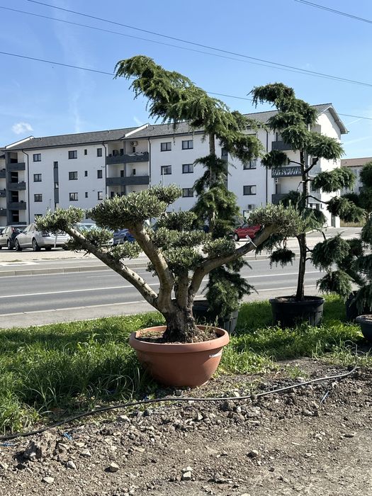 Tuia brazi maslini catalpa pom-pom spirale artari pohtinia cedru