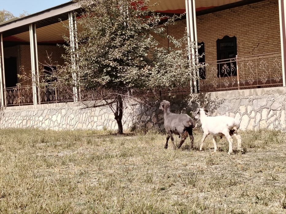 Duraga qo'chqor barralar sotiladi