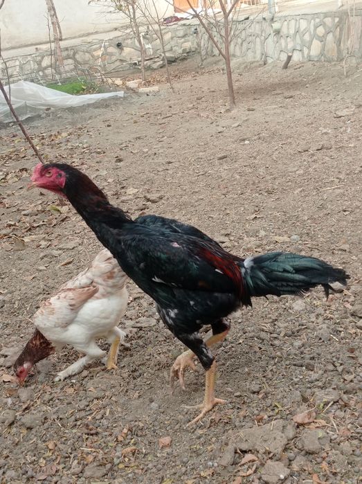 Хурозлар сотувда