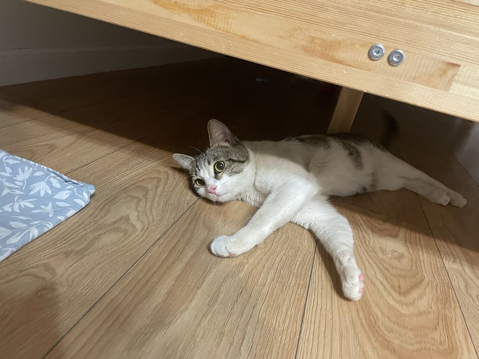 Ласковый  КОТИК ИЩЕТ себе ДОМ!!!