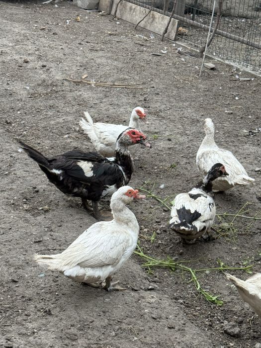 Vand rate mute 50 lei/buc