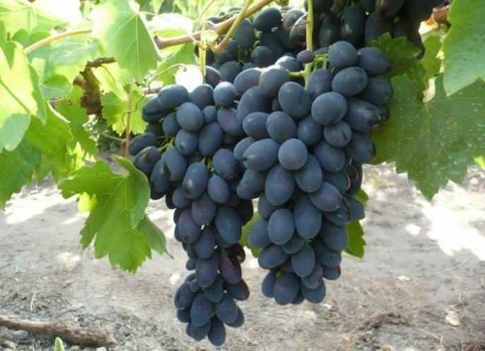 Pomi fructiferi  si Butasi vita de vie