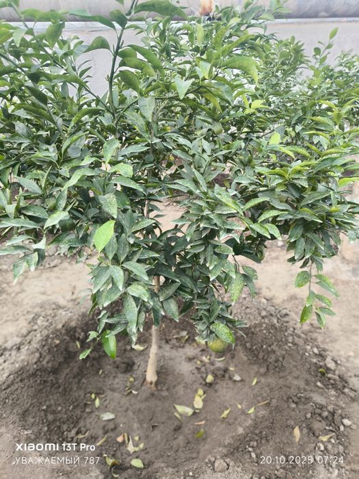 Апелсин ва мандарин кўчатлари сотилади, хосили билан