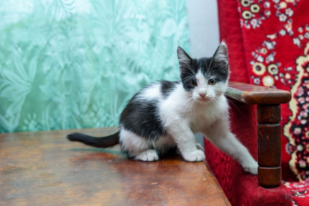 Котенок девочка.