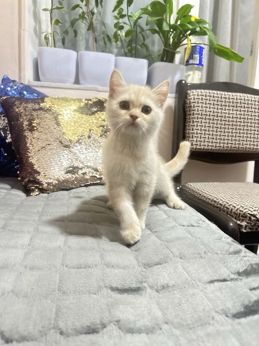 Котята от правильной вязки ! Мама скотиш фолд Папа скотиш страйт.