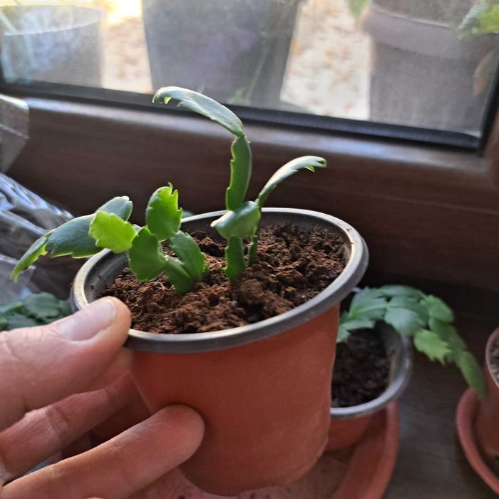 Шлюмбергер декабрист