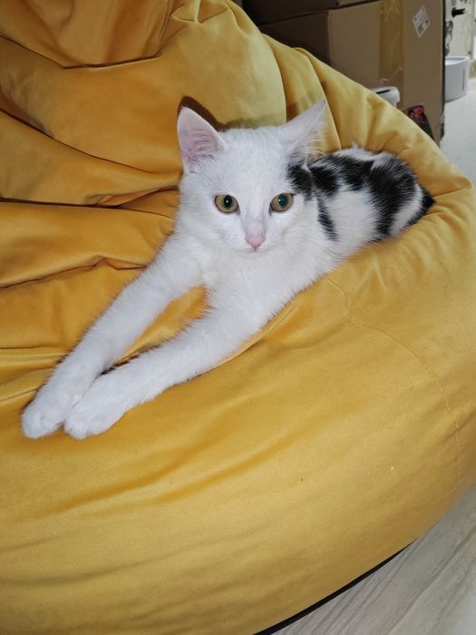 Отдам котёнка мальчик