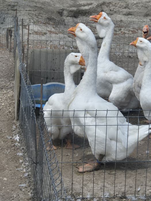 Gâște holmogor rasă pură