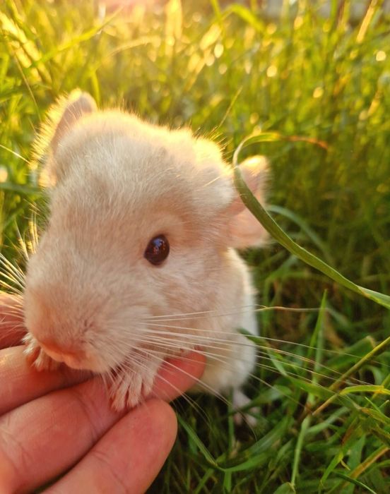 Pui de chinchiila 250lei