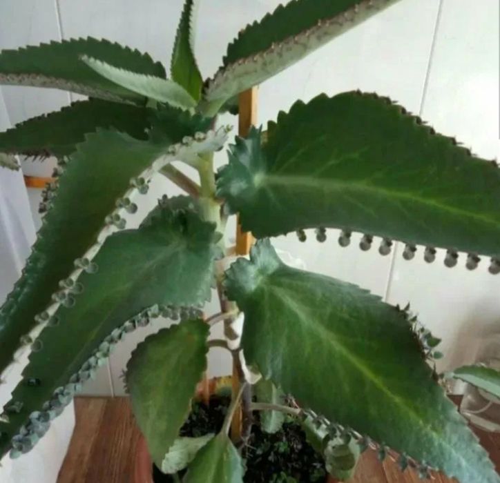 Каланхоэ на лекарство.