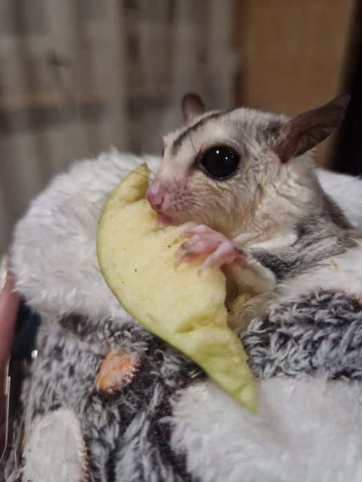 Sugar glider veverițe de zahar