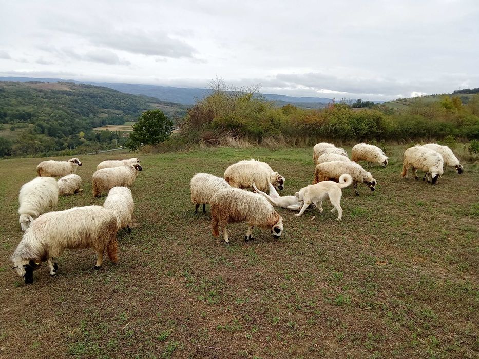 Oi și capre de vanzare