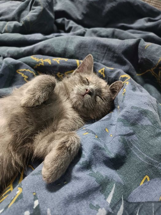 Котенок компанейский