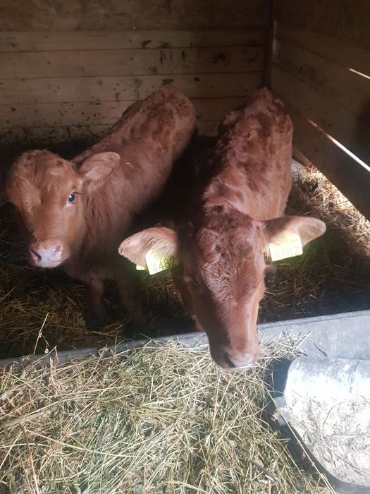 Viței de 4 5 săptămâni