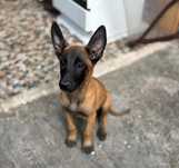 Ciobanesc belgian malinois