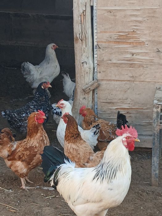 Қазақы туып тұрған тауықтар сатылады